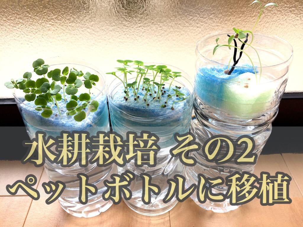 シソ パクチー水耕栽培 その2 ペットボトルに移植 Dosanko Blog